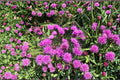 100 New York Ironweed Seeds – Vernonia noveboracensis Native Wildflower Pollinator Plant Purple Blooms