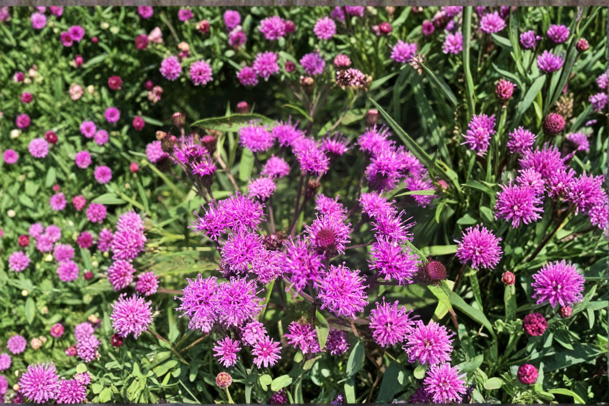 100 New York Ironweed Seeds – Vernonia noveboracensis Native Wildflower Pollinator Plant Purple Blooms