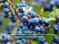 40 Tea Berry Shrub Seeds Viburnum cassinoides Witherod Edible Berries Native Perennial Plant