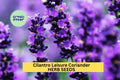 3pcs Cilantro Seeds – Coriandrum sativum Leisure Slow-Bolting Herb for Cooking, Salsa Gardens & Kitchen Planters