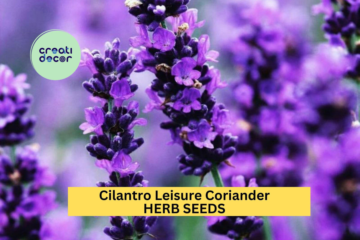 3pcs Cilantro Seeds – Coriandrum sativum Leisure Slow-Bolting Herb for Cooking, Salsa Gardens & Kitchen Planters
