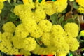 100 Seeds Eriogonum umbellatum Sulfurflower Buckwheat Native Perennial for Dry Gardens, Drought-Tolerant Xeric Plant