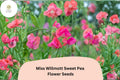 Miss Willmott Sweet Pea Seeds | Lathyrus odoratus Climbing Vine for Gardens, Cottage & Cut Flowers (50+ Seeds)