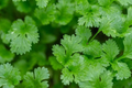 500 Non-GMO Cilantro Seeds Heirloom Herb for Cooking Coriandrum sativum | Easy to Grow Garden Seeds