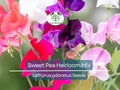 Sweet Pea Seeds Heirloom Mix, Climbing Flower, Fragrant Garden Vine, Non-GMO, Lathyrus odoratus, Easy to Grow, 20 Seeds