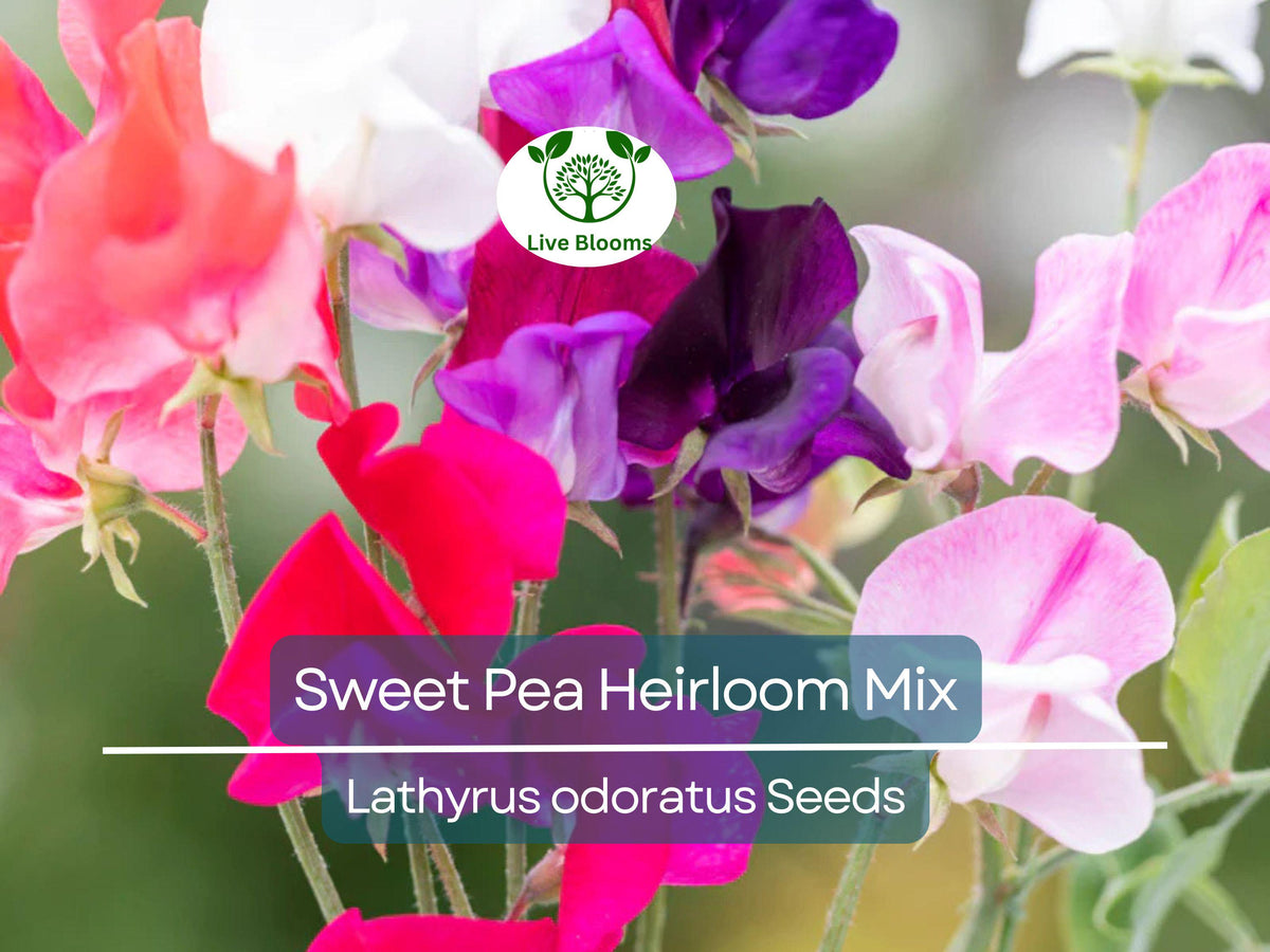 Sweet Pea Seeds Heirloom Mix, Climbing Flower, Fragrant Garden Vine, Non-GMO, Lathyrus odoratus, Easy to Grow, 20 Seeds