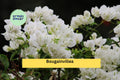 Well-Rooted Key West White Bougainvillea Starter Plug Plant | Live Flowering Vine | Bougainvillea glabra