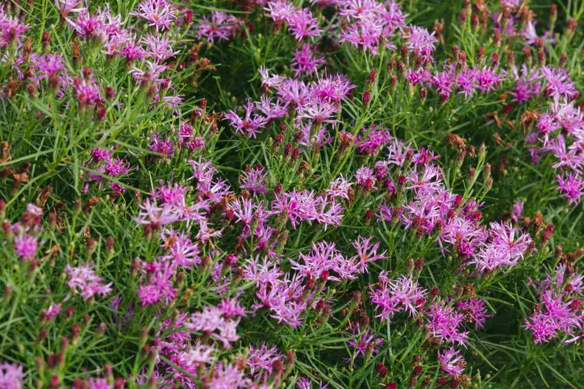 Vernonia noveboracensis New York Ironweed Starter Plant Plug | Purple Perennial Flower for Pollinators