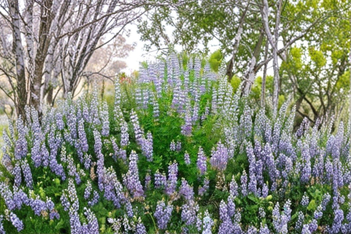 Riverbank Lupine Seeds | Native Pacific Northwest Perennial | Blue-Purple Flowers | Pollinator Friendly Lupinus rivularis