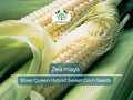 Corn Seeds Silver Queen Hybrid Sweet Zea mays Heirloom Vegetable for Planting & Harvest