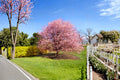 Kwanzan Japanese Cherry Tree - 1-2 ft Pink Flowering Prunus serrulata ‘Kwanzan’ Live Ornamental Tree