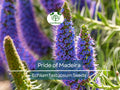 50 Pride of Madeira Seeds (Echium fastuosum) – Blue Flowering Plant, Drought-Tolerant, Pollinator-Friendly, Hardy Shrub for Coastal Gardens