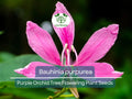 10 Seeds Bauhinia purpurea – Purple Orchid Tree Flowering Plant for Garden, Landscape, Ornamental, Tropical, Fragrant Blooms