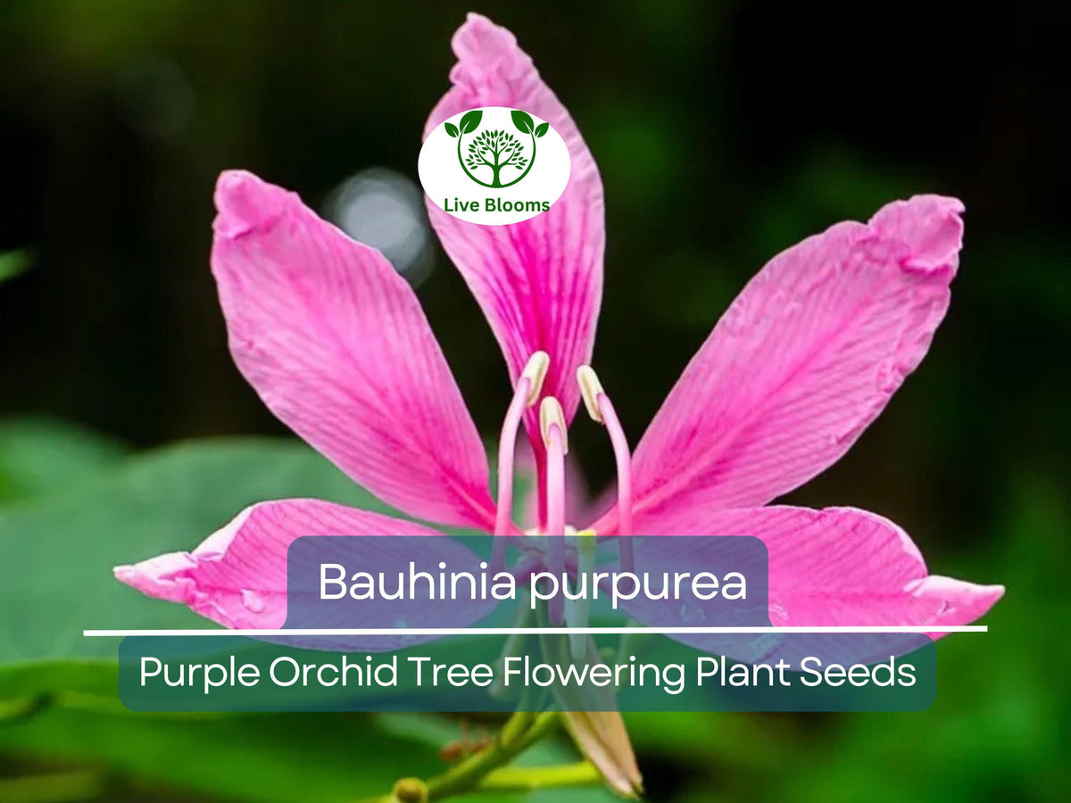 10 Seeds Bauhinia purpurea – Purple Orchid Tree Flowering Plant for Garden, Landscape, Ornamental, Tropical, Fragrant Blooms