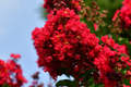 Deep Red Crape Myrtle 'Dynamite' 2-3 ft, Fast Growing Shrub/Tree, Late Summer Blooms, Lagerstroemia indica