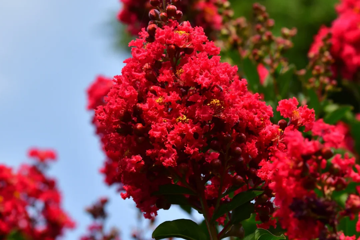 Deep Red Crape Myrtle 'Dynamite' 2-3 ft, Fast Growing Shrub/Tree, Late Summer Blooms, Lagerstroemia indica