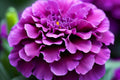 Purple India Marigold Seeds - 25+ Rare Violet-tinged Tagetes erecta for Butterfly Gardens, Pest Repellent, Heat Tolerant Annual Flowers, USA Grown