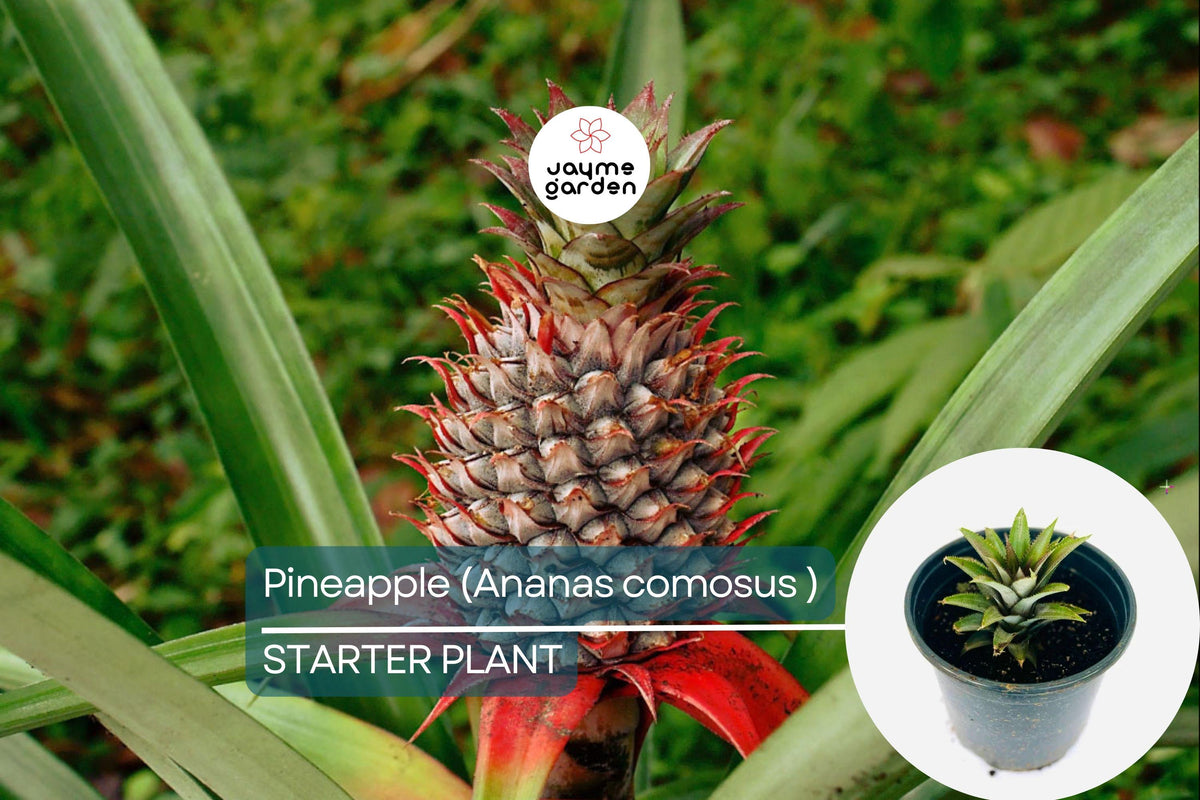 Pineapple Starter Plant | Ananas comosus | Tropical Fruit Live Plant | Easy Care, Juicy, Indoor & Outdoor
