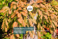 25 Dawn Redwood Tree Seeds – Fast-Growing Deciduous Conifer, Fall Color, USDA Zones 5-8, Rare Garden Tree, Bonsai & Landscape Plant
