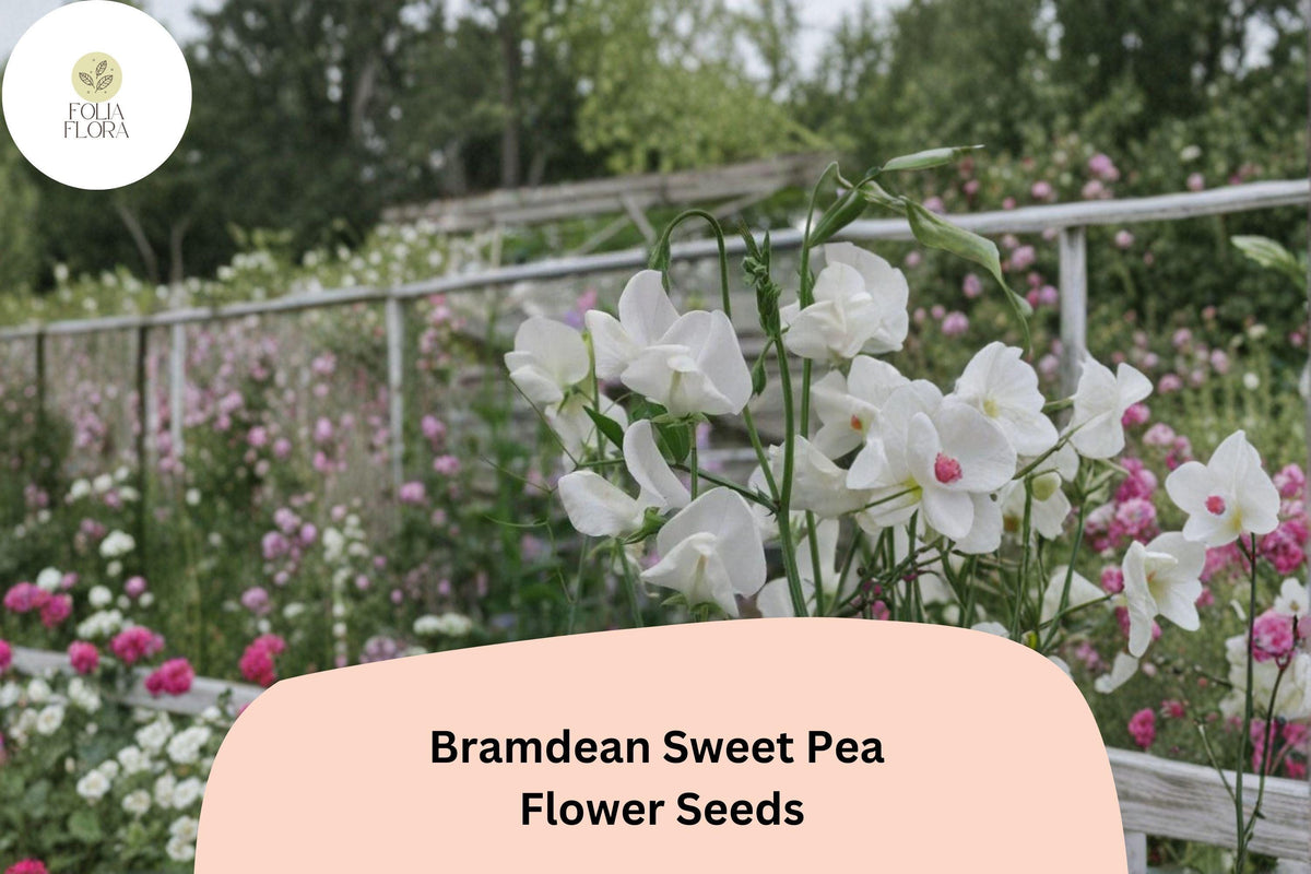 50+ Bramdean Sweet Pea Seeds | Fragrant Climbing Annual Flower for Garden & Cut Flowers | Lathyrus odoratus