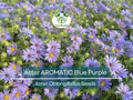 Aster AROMATIC Blue Purple Perennial Seeds, Fall Blooms, Fragrant, Heirloom, Non-GMO, Garden Flowers, Pollinator Attracting, Hardy
