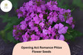 Opening Act Romance Phlox Seeds – Perennial Purple Flower Seeds, Phlox paniculata Hybrid for Borders & Pollinator Gardens