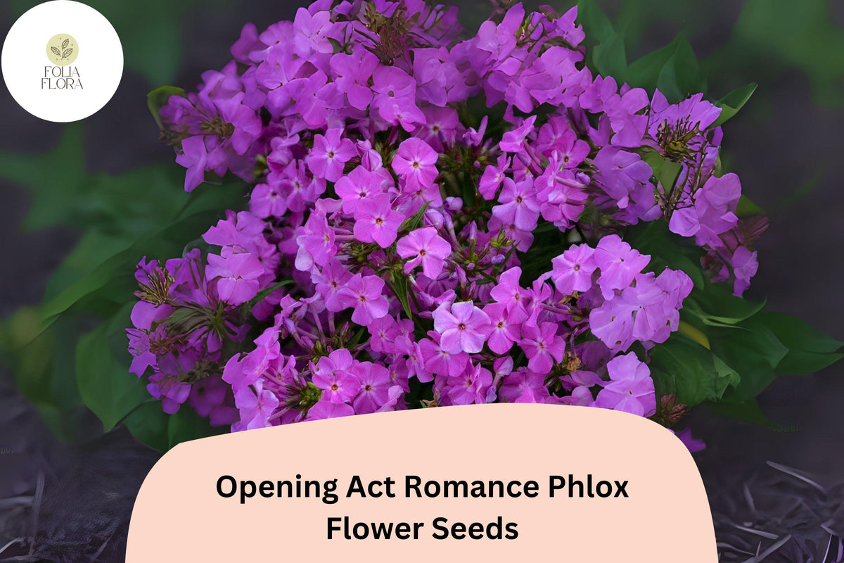 Opening Act Romance Phlox Seeds – Perennial Purple Flower Seeds, Phlox paniculata Hybrid for Borders & Pollinator Gardens