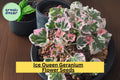25+ Ice Queen Geranium Seeds – Frosty White Blooms, Easy to Grow Flowering Plant for Gardens & Containers – Pelargonium spp.