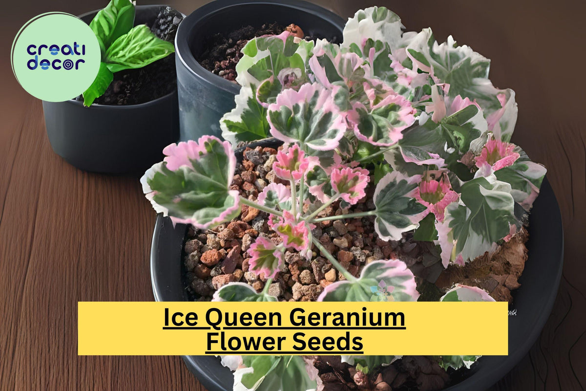 25+ Ice Queen Geranium Seeds – Frosty White Blooms, Easy to Grow Flowering Plant for Gardens & Containers – Pelargonium spp.