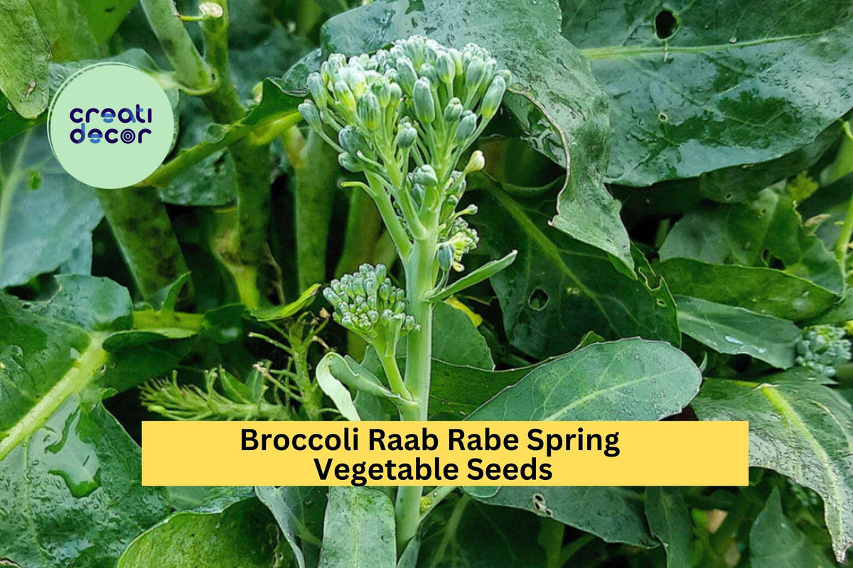 Broccoli Raab Seeds – Spring Rapini Variety, 3 Pack, 5mg Each, for Raised Beds, Containers, Garden Rows, Brassica rapa subsp. ruvo