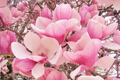 Saucer Magnolia Sapling 6-12 Inches Bare Root Flowering Tree Pink Spring Blooms Magnolia x soulangiana