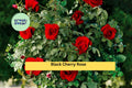 Black Cherry Rose Cuttings Set of 3 | Live Rosa ‘Black Cherry’ Grafting or Rooting Propagation Material