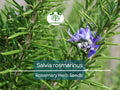 100 mg Rosemary Herb Seeds – Salvia rosmarinus for Planting, Culinary & Aromatic Herb, Drought-Tolerant, Evergreen, Perfect for Gardens