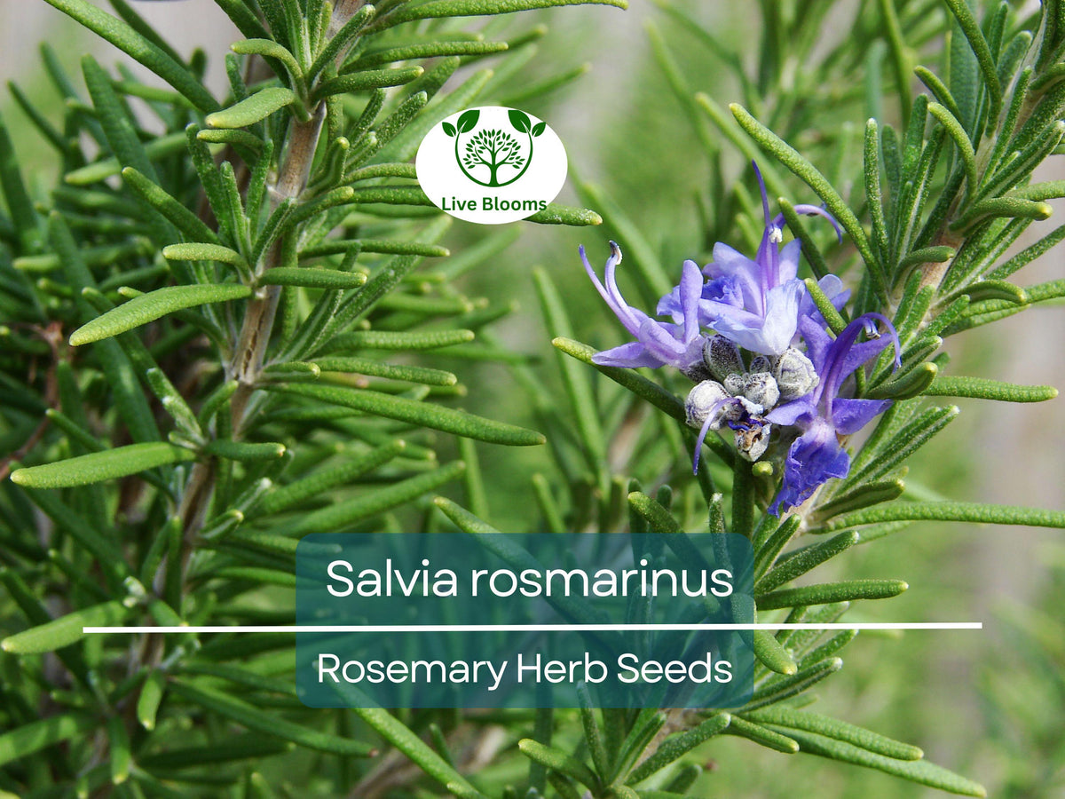 100 mg Rosemary Herb Seeds – Salvia rosmarinus for Planting, Culinary & Aromatic Herb, Drought-Tolerant, Evergreen, Perfect for Gardens