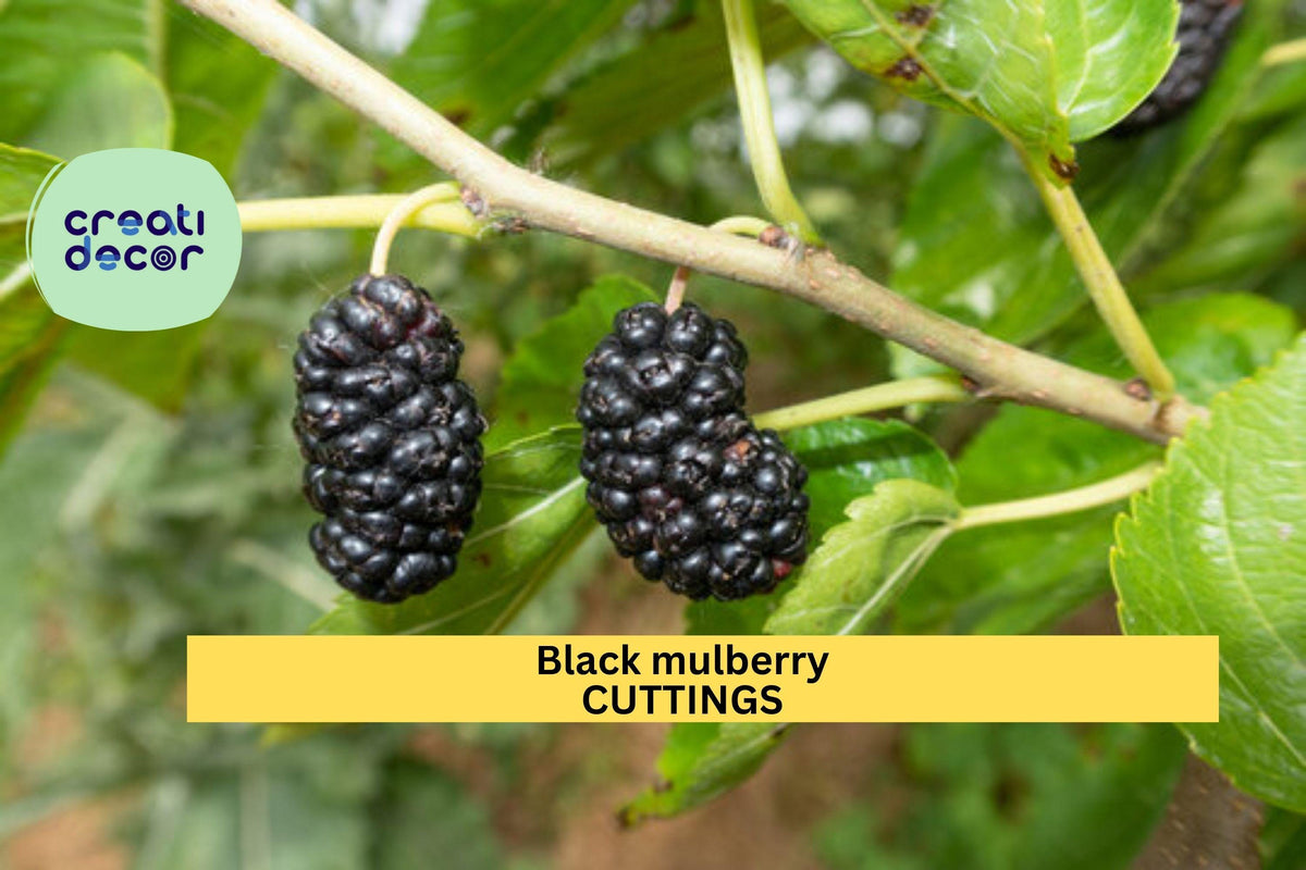 Organic Black Mulberry Cuttings - Unrooted Morus Nigra Stems for Propagation, Fruit Tree Starter, Edible Landscape