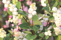 Snowberry Bare Root Plant 12-24" Symphoricarpos albus White Berries Hardy Shrub for Wildlife Gardens