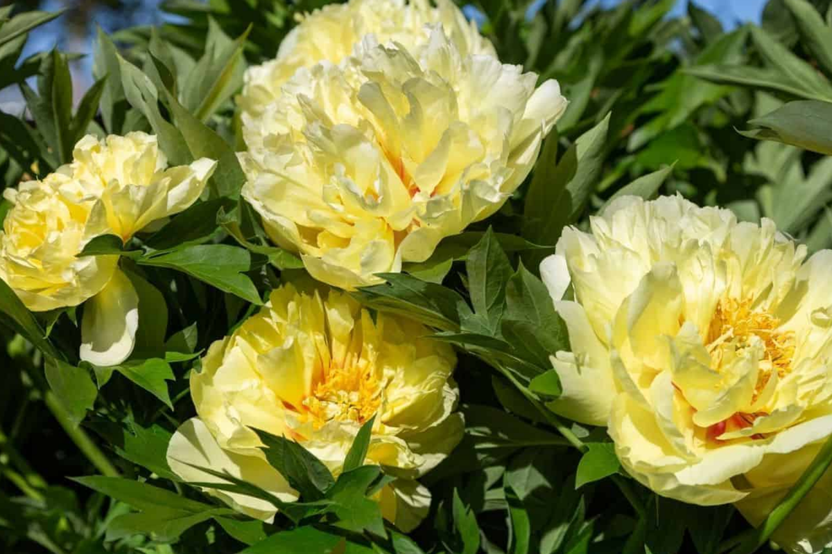 Peony Honey Gold Bare Root Plant | Fragrant White & Gold Blooms | Perennial for Zones 3-8 | Spring Flowering Garden Plant
