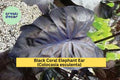 Black Coral Elephant Ear Plant – Live Rooted Starter, Tropical Perennial, Colocasia esculenta 'Black Coral'