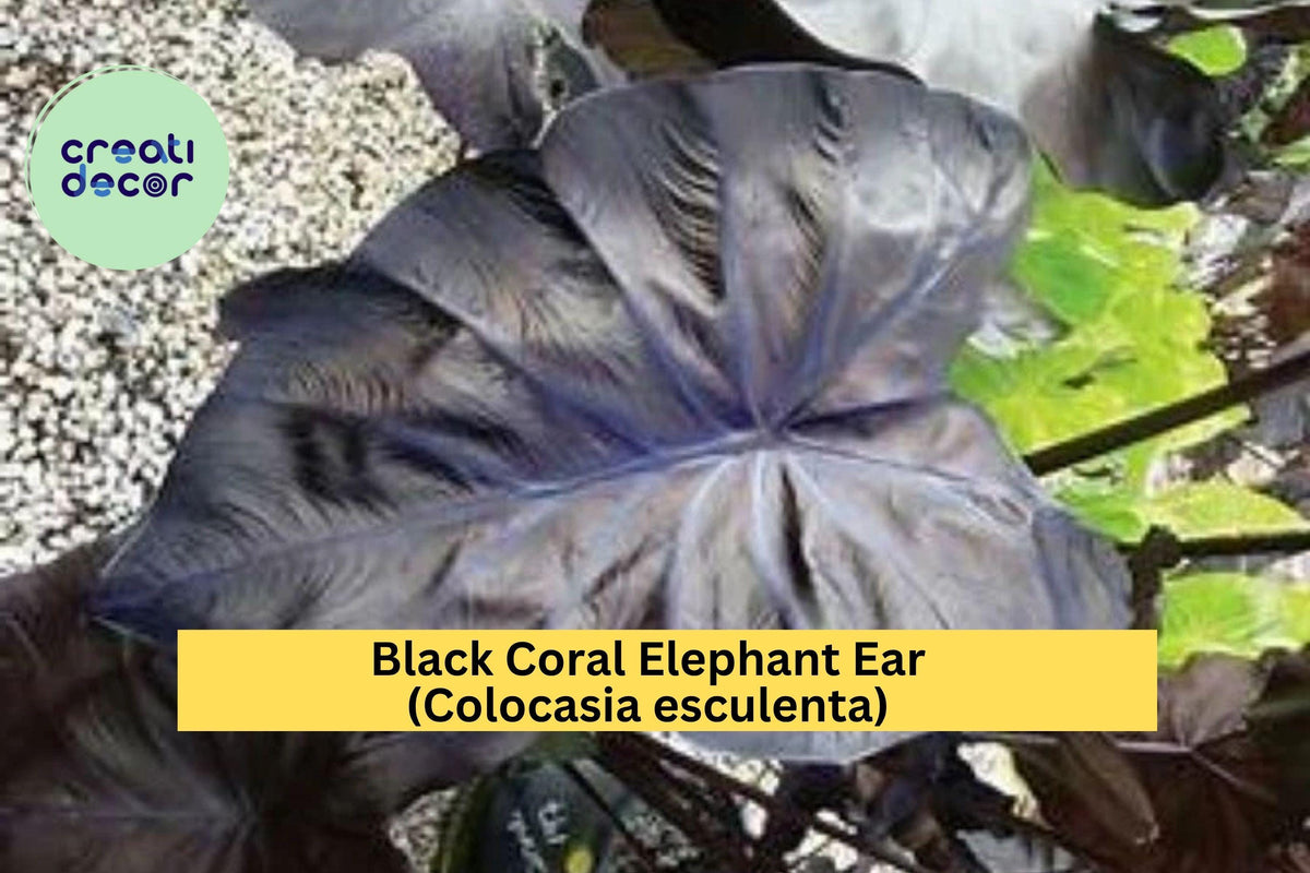 Black Coral Elephant Ear Plant – Live Rooted Starter, Tropical Perennial, Colocasia esculenta 'Black Coral'