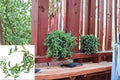 String of Bananas Cuttings - Trailing Succulent, Curio radicans, 3-4" Length, Hanging Basket Plant