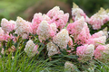 Strawberry Sundae Hydrangea Bare Root Plant | Pink & White Blooms | Compact Flowering Shrub | Zones 3-8 | Hydrangea paniculata