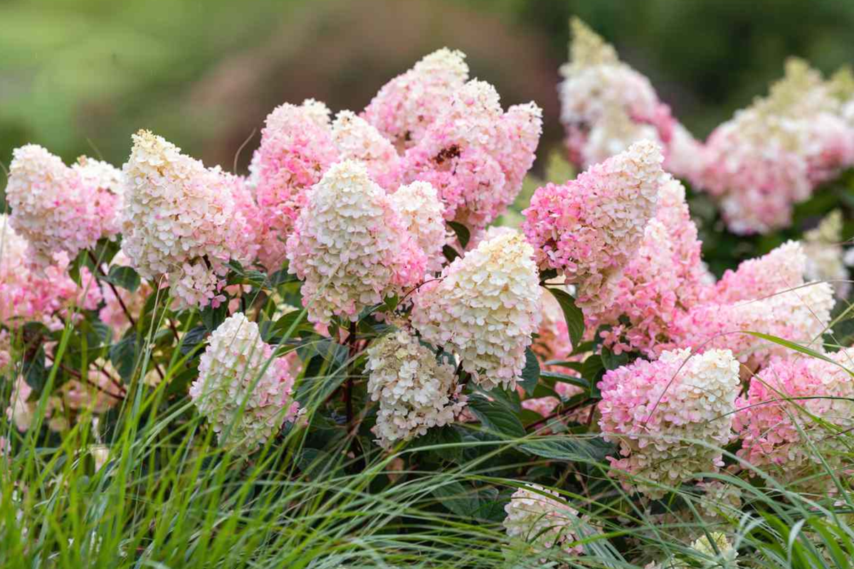 Strawberry Sundae Hydrangea Bare Root Plant | Pink & White Blooms | Compact Flowering Shrub | Zones 3-8 | Hydrangea paniculata