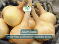 Walla Walla Sweet Onion Seeds 250mg Allium cepa Heirloom for Planting & Gardening