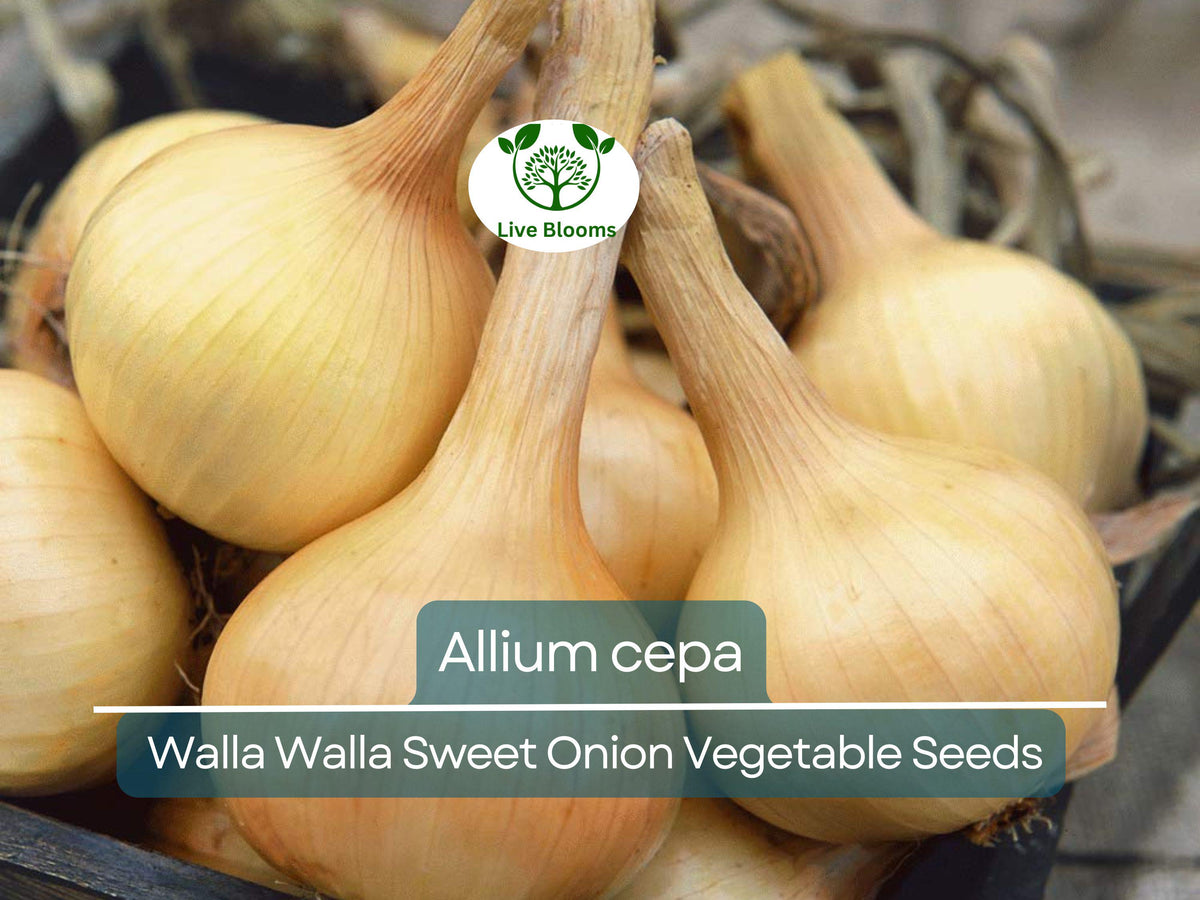 Walla Walla Sweet Onion Seeds 250mg Allium cepa Heirloom for Planting & Gardening