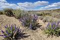 Penstemon acuminatus Seeds – Native Desert Wildflower with Pale Lavender Blooms, Drought-Tolerant Perennial for Xeriscape Gardens