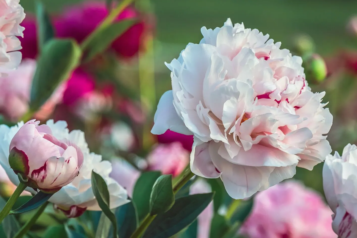 Peony Bare Root 2+ Eyes | Bowl of Beauty Bi-Color Flower | Perennial Cut Flower | Deer-Resistant | Zones 3-8