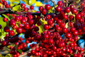 Red Chokeberry Shrubs - 2 Bare-Root Plants, Pollinator-Friendly, Edible Berries, Fall Color, Wet Soil Tolerant, Aronia arbutifolia