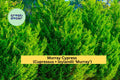 Set of 3 Murray Cypress Trees | Bare Root Evergreen Shrubs for Privacy Screens & Windbreaks | Cupressus × leylandii ‘Murray’