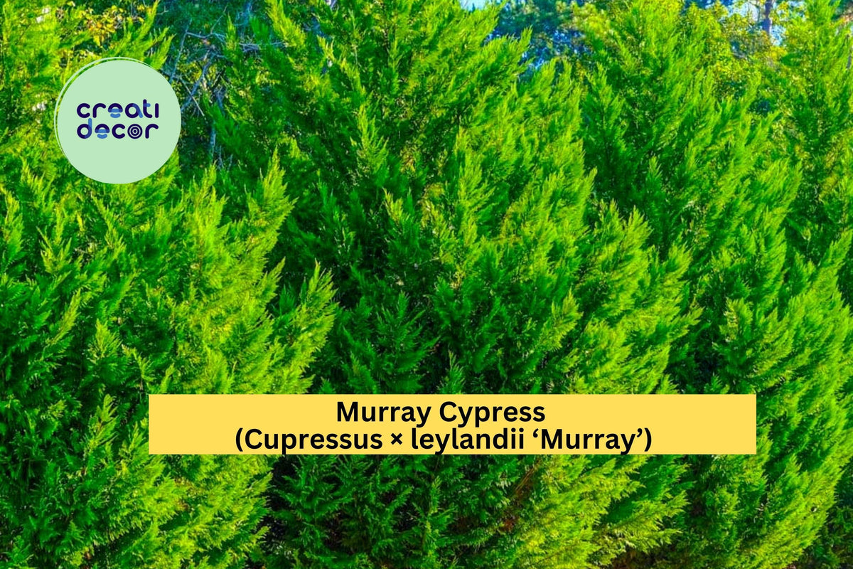 Set of 3 Murray Cypress Trees | Bare Root Evergreen Shrubs for Privacy Screens & Windbreaks | Cupressus × leylandii ‘Murray’