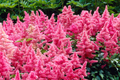 Astilbe 'Heavy Metal' Bare Root Plant | Ruby Red Blooms | Shade-Loving Perennial | Deer & Rabbit Resistant | 2-3 Eye Roots